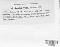 Puccinia violae image